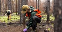 TNC plants record-breaking amount of trees across northern Minnesota forests