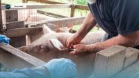 MALD STRENGTHENS LIVESTOCK HEALTH SERVICES IN MALAITA