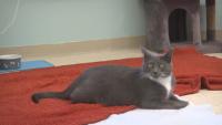 Rogue Valley Humane Society sees dip in donations