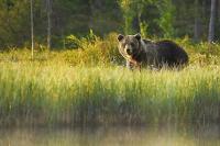 Idaho leaders weigh in on grizzly plan