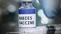 Fox tests positive for rabies, Alabama health officials say