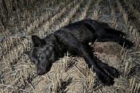 Hunters in Belarus killed a very rare black wolf