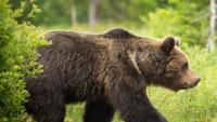 Grizzly bear monitoring planned in SW Montana, public asked to avoid posted areas