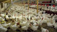 Experts seek reforms to unlock poultry industry’s potential