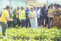 Bukedi farmers find new hope in coffee, cocoa farming
