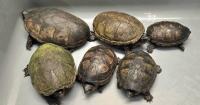 Hong Kong Customs Seizes Six Endangered Turtles Worth $24,000 at Airport