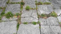 Welsh gardeners urged to pour 1 natural item on patio weeds to make them vanish