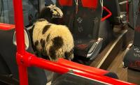 Runaway Sheep Boarded a Bus in Germany and Had To Be Escorted by Police