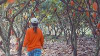 Filipino Cacao Growers Learn to Live With a Hotter Climate