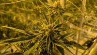 South Dakota sees surge in people growing marijuana at home legally