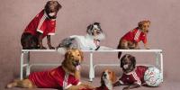adidas Originals Outfits Pets in Real Madrid and Manchester United Kits