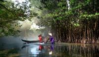 Global Mangrove Forest Recovery Confirmed by Four Decades of Satellite Data Showing Unexpected Expansion