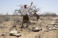 Australian researchers predict strongest El Niño since 1950