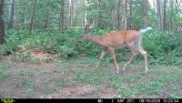 Trail Camera Laws for Hunters in New York State