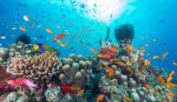 Ocean Census logs 1,121 possible new marine species, boosting its pace by 54%