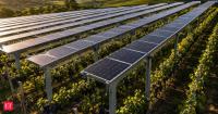 In 2025, researchers in Italy’s Puglia region grew grapevines beneath solar panels; the shaded vines produced 277% more grapes than those in full sun