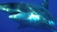 From jellyfish to sharks, the Gulf of Maine is telling us something