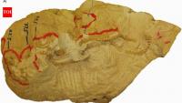 Scientists discovered four snakes curled together in a burrow for 38 million years as the volcanic ash preserved their remarkable fossils