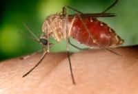 Patient hospitalised in Nicosia with West Nile virus