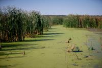 Ethanol plant to pay for wetland restoration at Emiquon wildlife refuge as part of Illinois River pollution settlement
