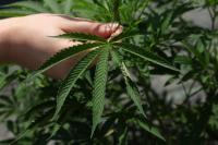 Illinois regulators propose allowing licensed cannabis producers to grow outdoors