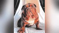 Las Vegas dog trainer arrested after bulldog dies after training session