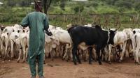 The Future of Pastoralism in Africa: Development or Displacement?