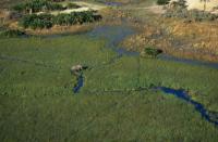 Qatar-sized African peatlands four times bigger than thought