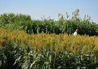 Texas A&M AgriLife forage sorghum plot tour set for Aug. 25 at Bushland