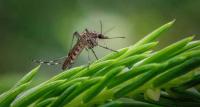 World Mosquito Day: Focus on prevention, early diagnosis and timely testing for mosquito-borne diseases