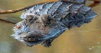Florida hunters can now report alligator harvests on the Fish | Hunt FL app