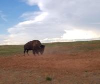 How bison ranchers in one Colorado community are producing quality protein for people in need