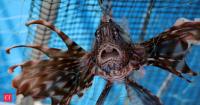 In 1985, the first invasive lionfish spotted off Florida after aquarium release; in three decades, they spread from Gulf of Mexico to the southern Caribbean