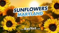 Maryland Sunflower Fields Are Blooming: Here’s How To Plan Your Visit