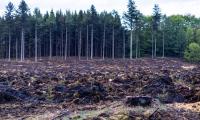 Bush Clearing or Environmental Destruction: An Appeal for Care and Accountability