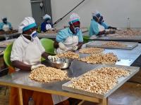 Algeria’s Sarl Anacard’Or seeks to build three modern cashew processing plants in Tanzania