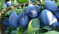 Moldovan Plum Industry Outlook: A Bountiful Harvest, Large Fruits, and Hopes for Exports