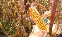 Moldova’s 2026 Corn Harvest: 0.8 to 1.5 million metric tons