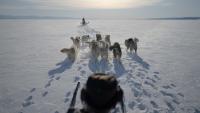 Art of the seal: Trump-aligned oil group touts ‘sealskin diplomacy’ on Greenland