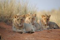 Male lions offer promising signs for Kgalagadi population