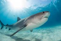 How Tiger Sharks Connect Oceans And Why It Matters For Conservation