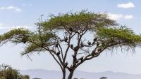 Kenya Helicopter Crash Victims Had Deep Florida Ties