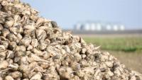 Slovakia Adapts to Life with One Sugar Refinery