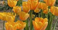 Gardening: Order bulbs now to get blooms next spring