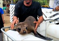 Rare fur seal returned to open ocean after Tonga community rescue