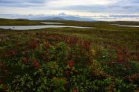 Court Blocks Road Through Izembek Alaskan Wildlife Refuge