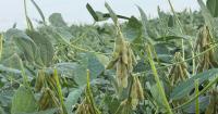 Healthy soil is slashing operating expenses on this Arkansas farm
