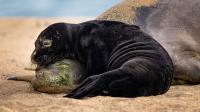 A week-old Hawaiian monk seal pup rests on its mother at a busy Waikīkī beach – and this photographer captured the rare moment without disturbing them