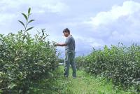 Luye's Organic Farmer Behind Taiwan's Native Shan Yun Tea