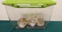 Customs Seizes Three Illegal Cats Worth $36,000 at Hong Kong Control Point